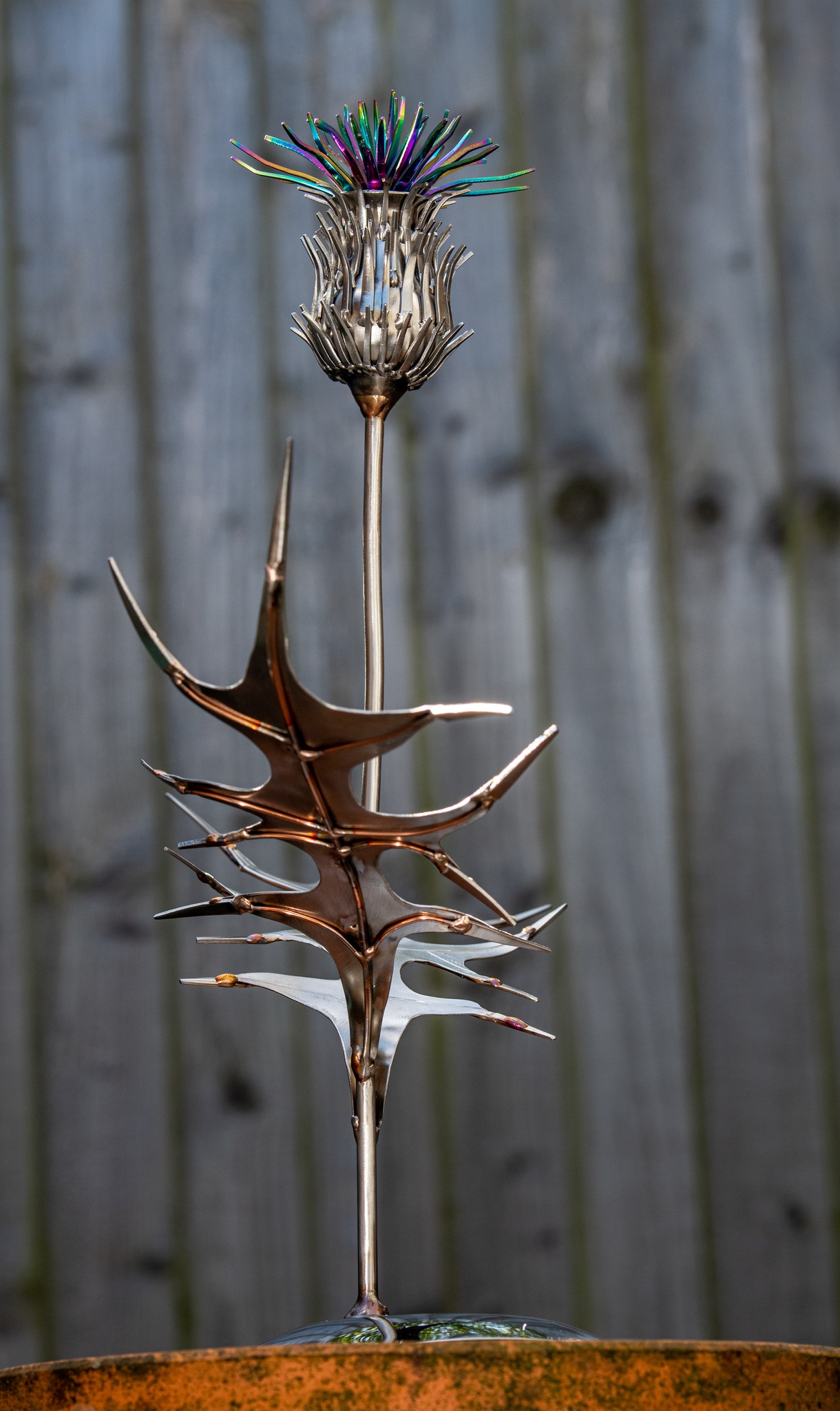 Thistle 23 BL